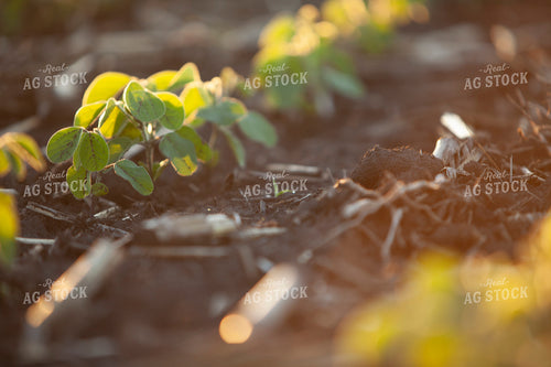 Soybeans - Mid-Season 1515
