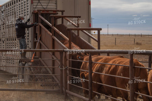 Loading Cattle into Livestock Trailer 97009