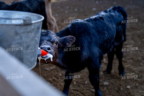 Young Black Calf Feeding From a Bottle on a Rural Farm Setting 65307