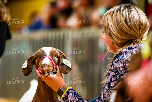 Showing Goats 136099