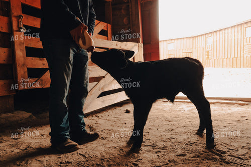 Rancher Bottle Feeding Calf in Barn 58144