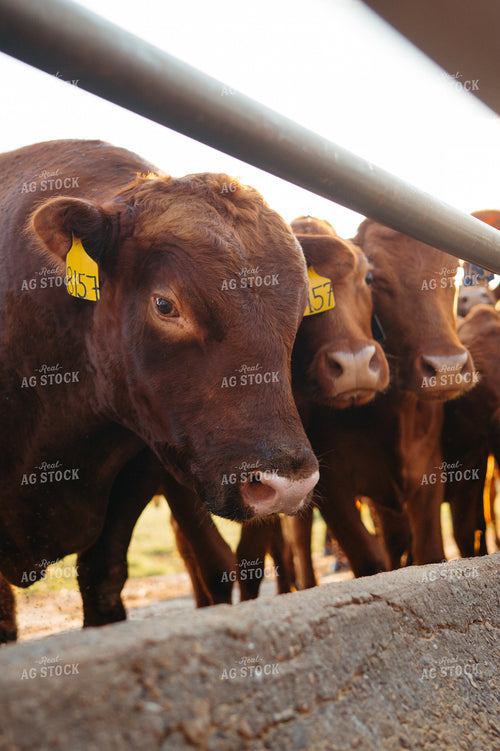 Angus Cattle Eating in Feedbunk 125340