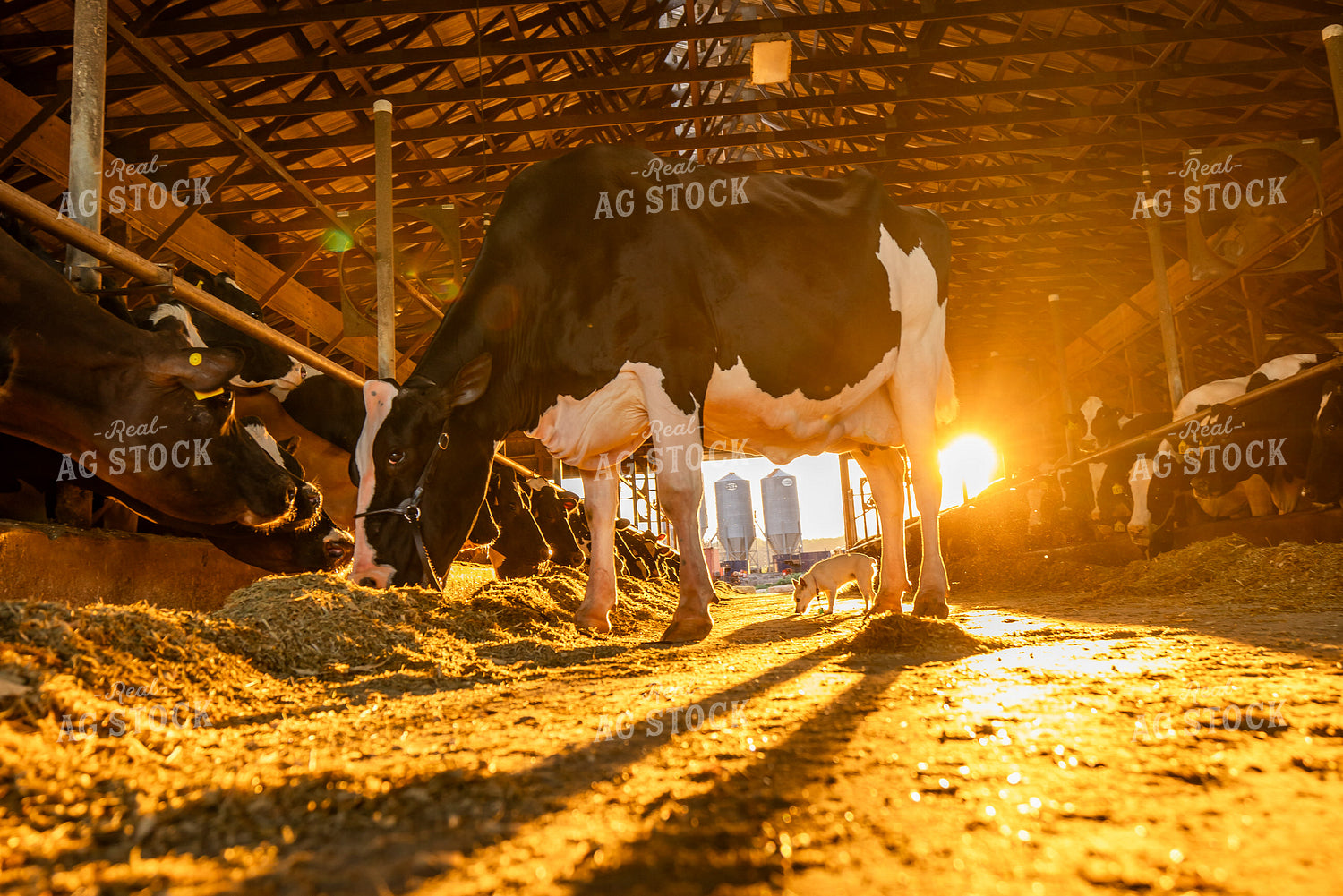 Holstein Cow in Freestall Barn 270303