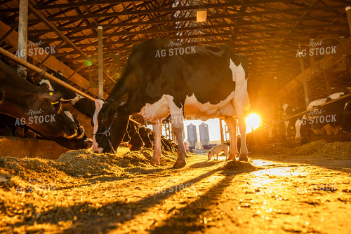 Holstein Cow in Freestall Barn 270303