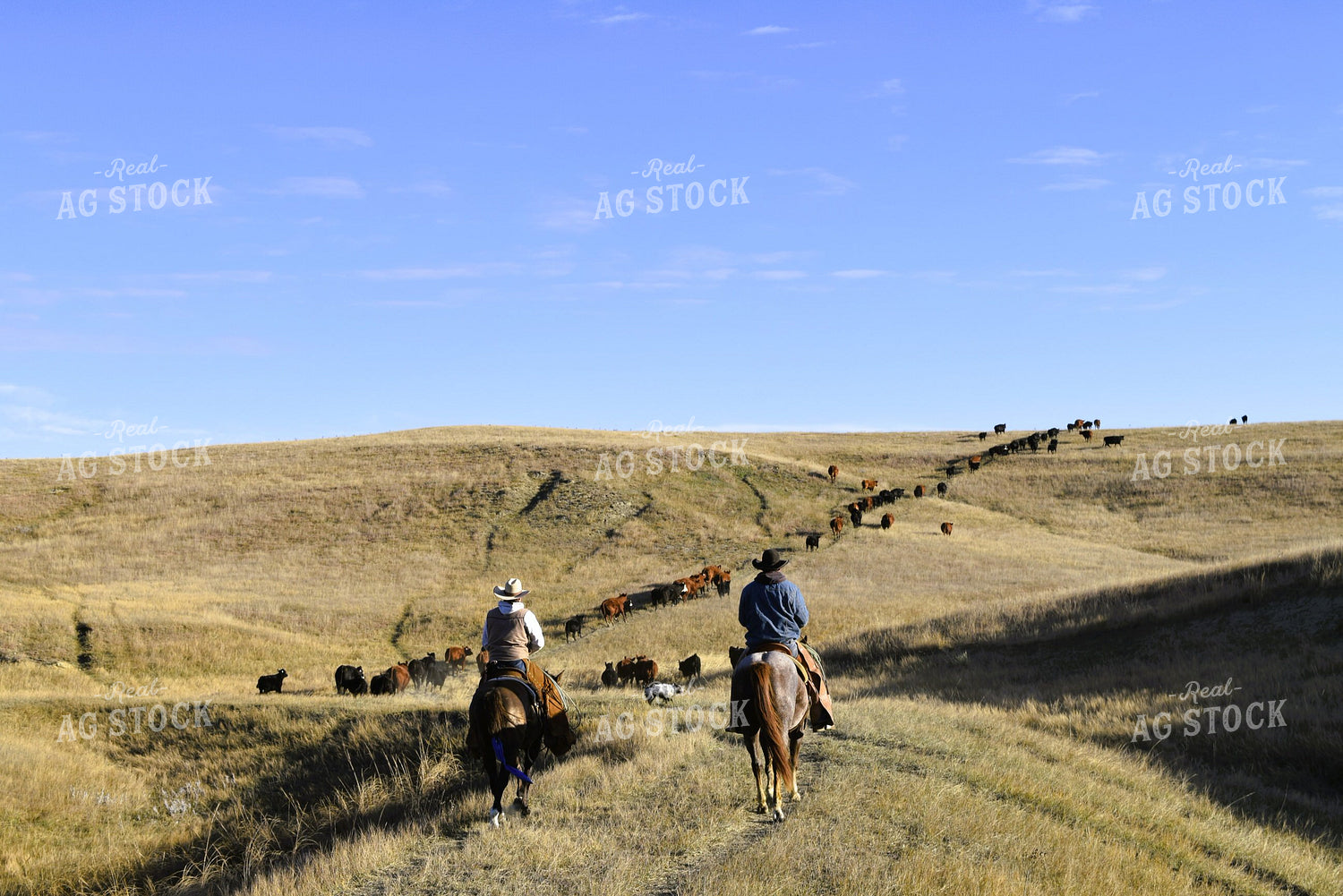 Ranchers Moving Cattle 284011