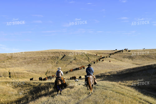 Ranchers Moving Cattle 284011