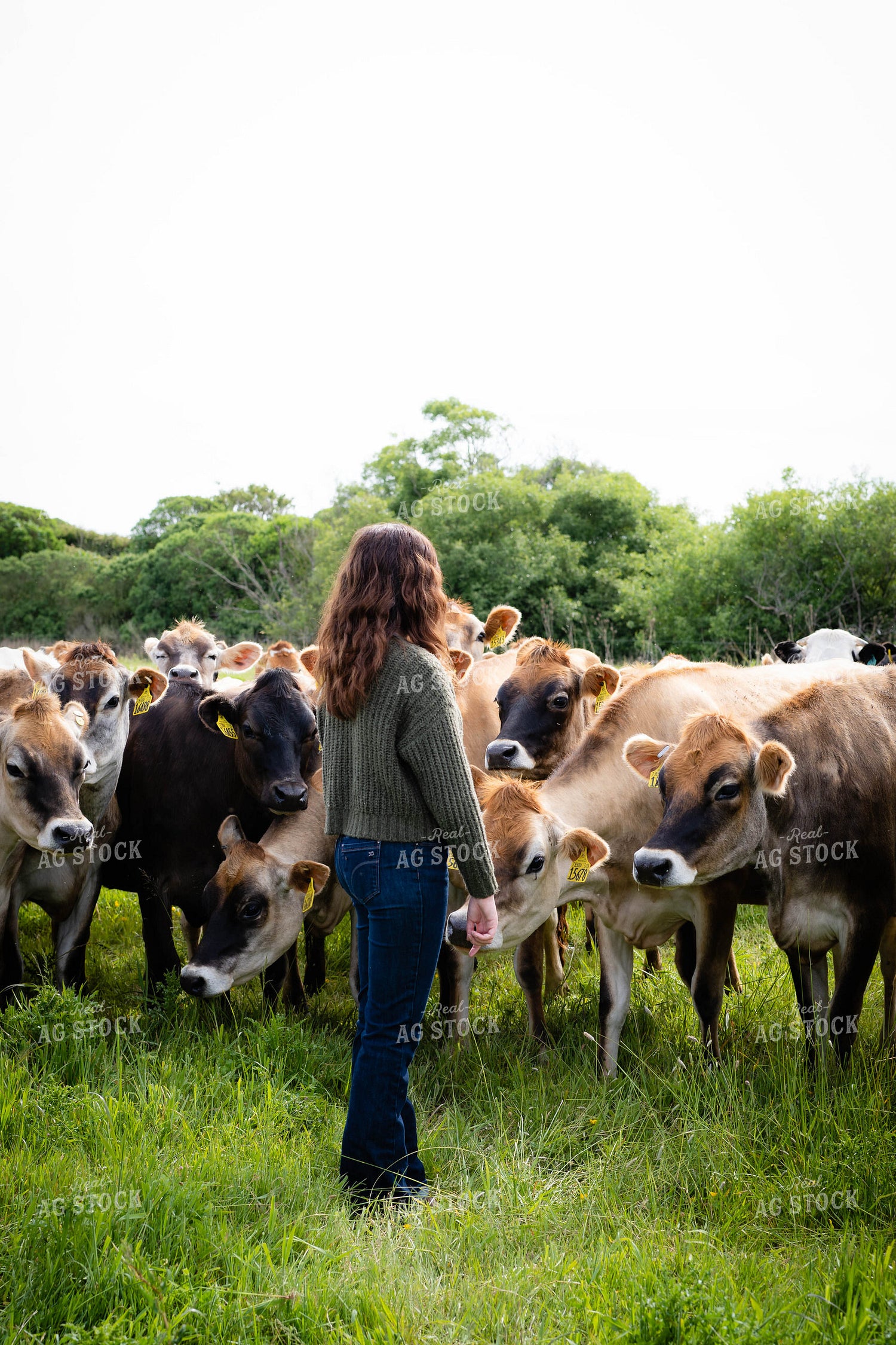 Female Farmer in Pasture with Jersey Cattle 181025