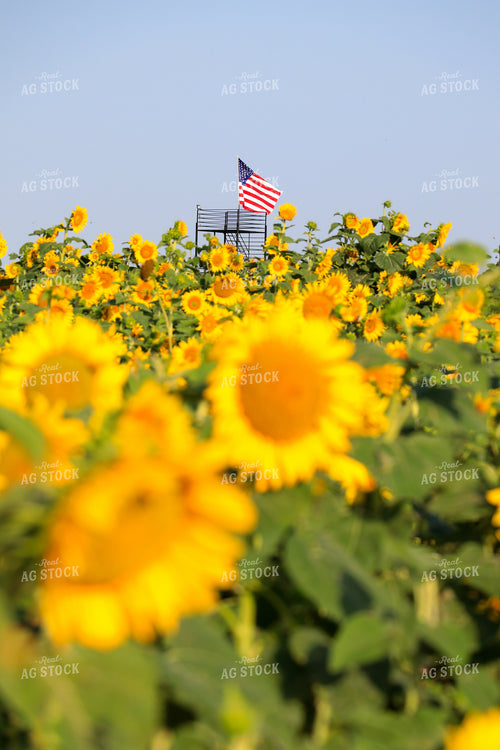 Sunflower Field and American Flag 60041