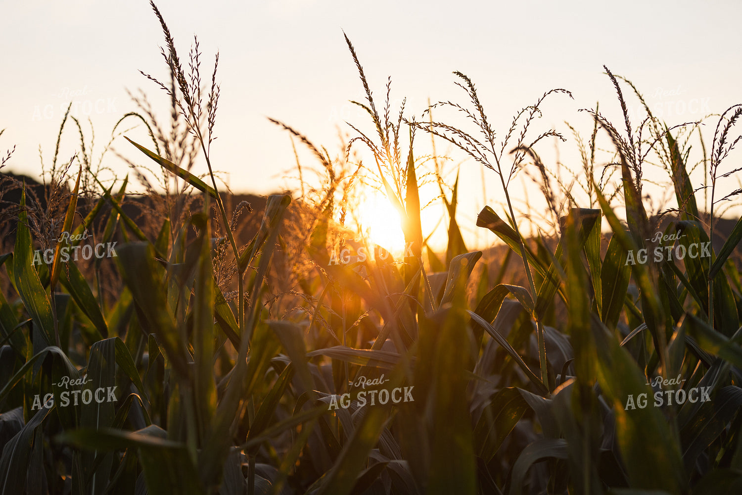 Corn Tassels in the Sunset 52767