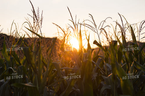 Corn Tassels in the Sunset 52767