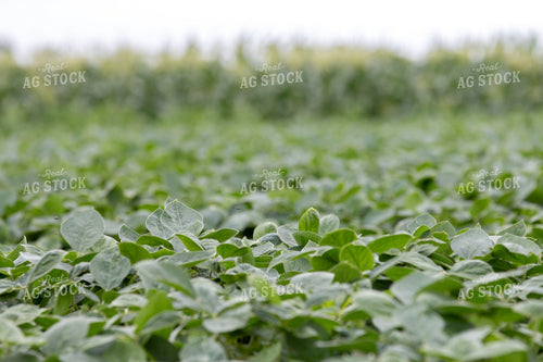 Mid-Season Soybean Field 157213