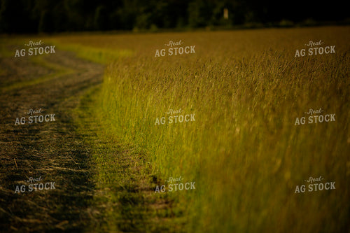 Cutting Hay 4949