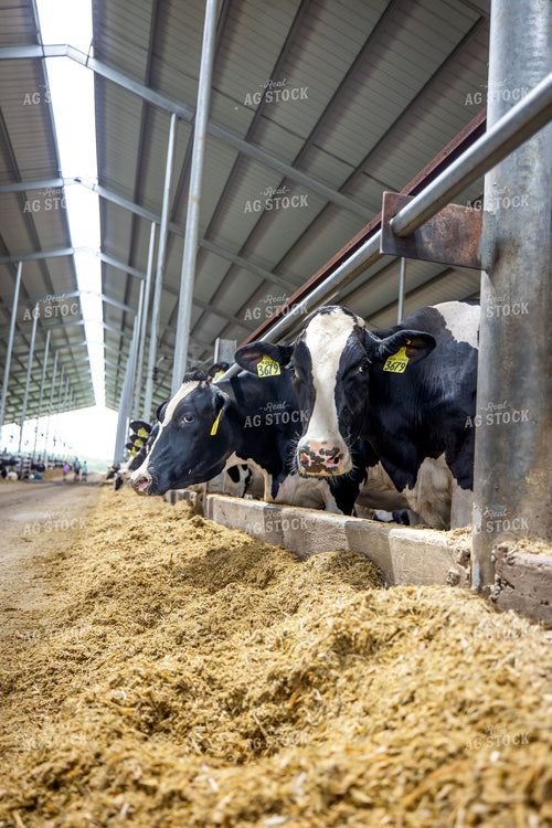 Holstein Cattle Eating in Freestall Barn 270232