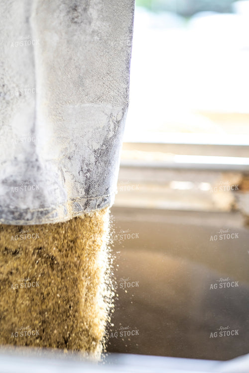 Dumping Grinded Corn 250163