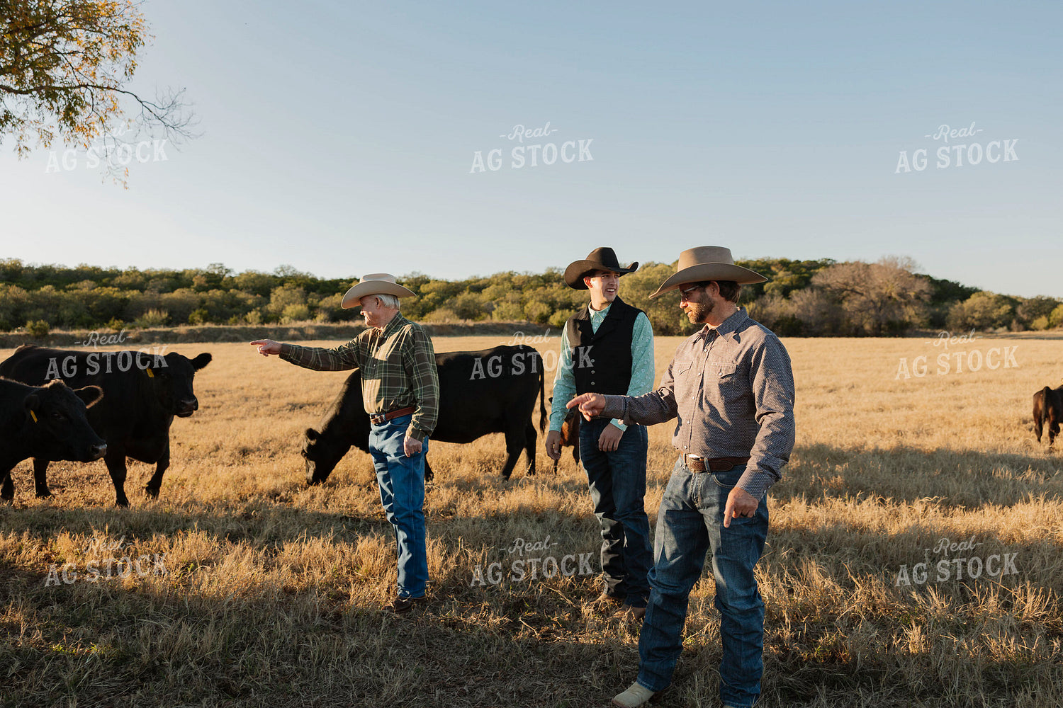 Ranchers Checking Cattle 205157