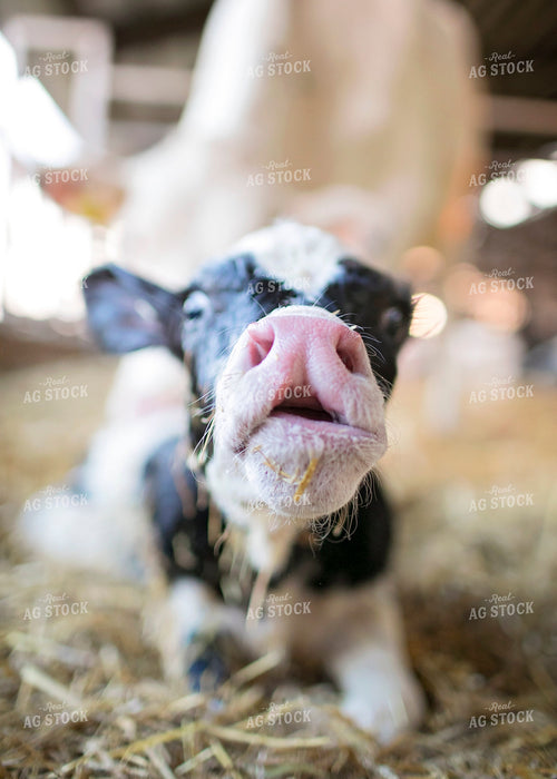 Holstein Calf Laying Down 55142