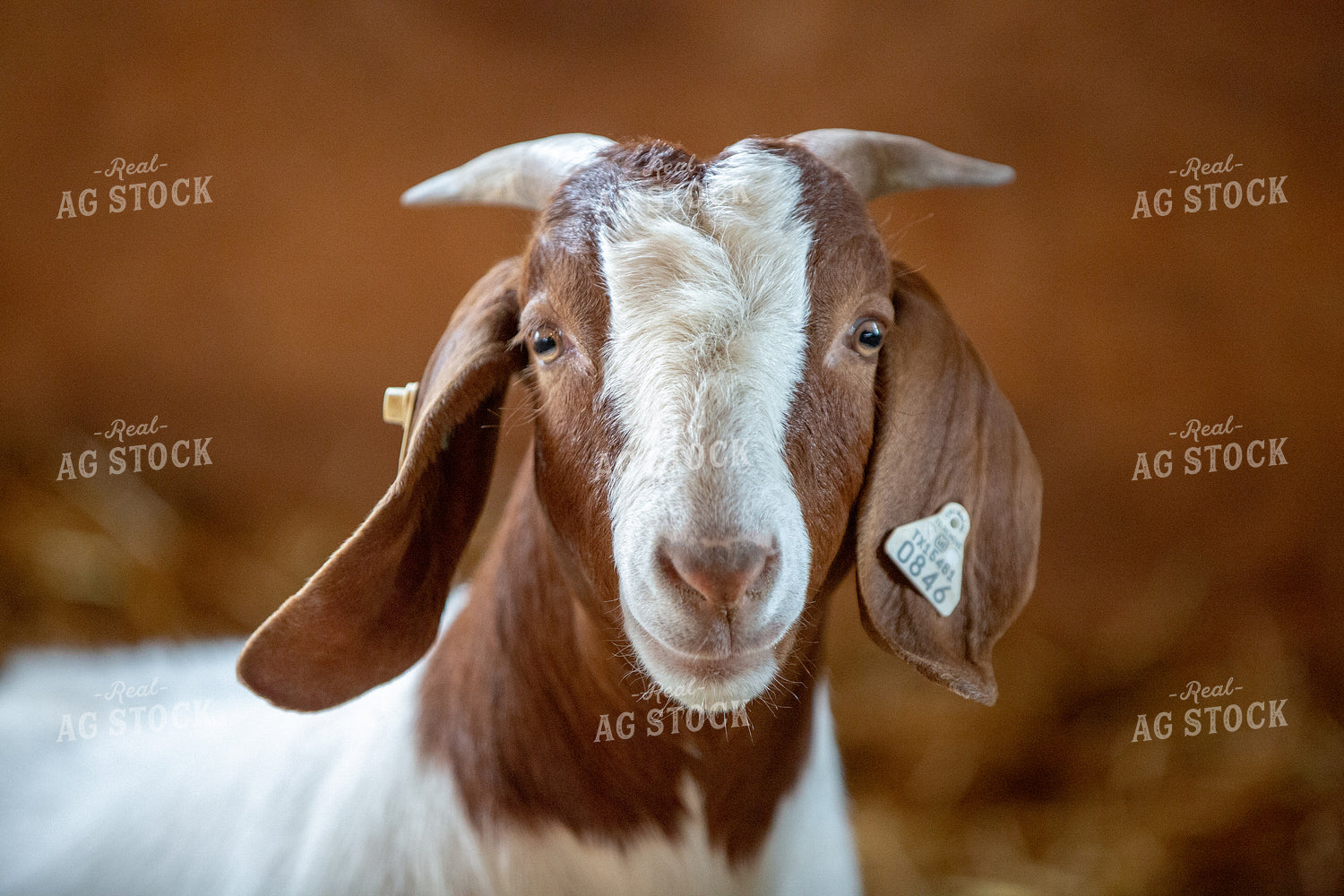 Goat on Farm 90030