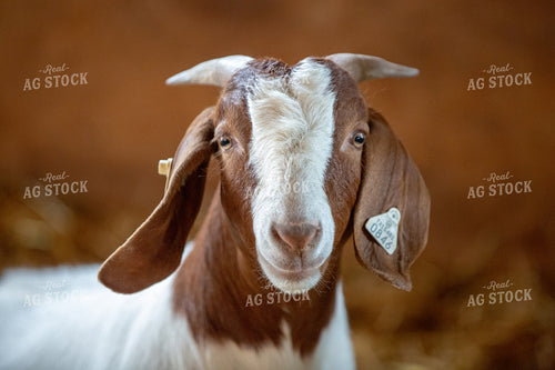 Goat on Farm 90030