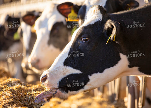 Holstein Dairy Cow Eating 55002