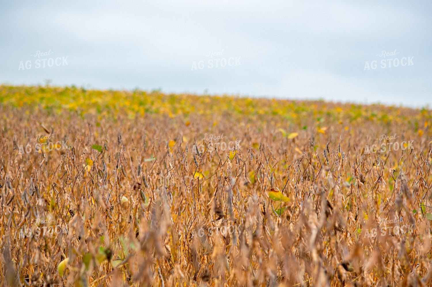 Replanted Soybean Field Maturing at Different Rates 25487