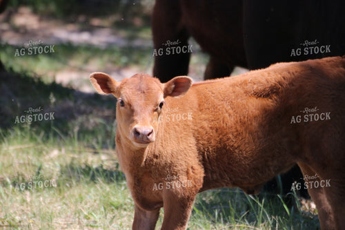 Red Angus Calf 82066