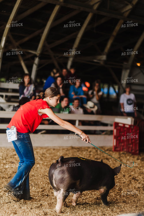 Showing Pigs 115083