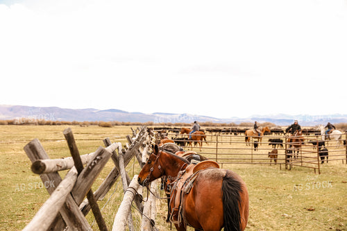 Rancher Roping Cattle on Ranch on Horseback 225012