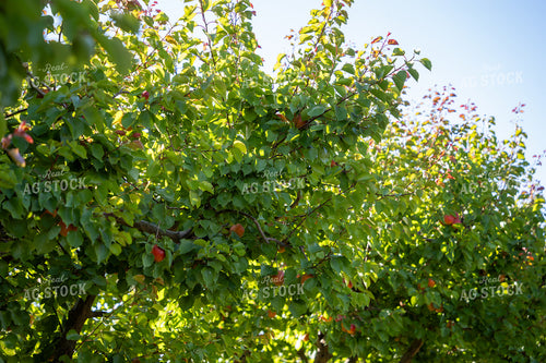 Apricot Orchard 65786