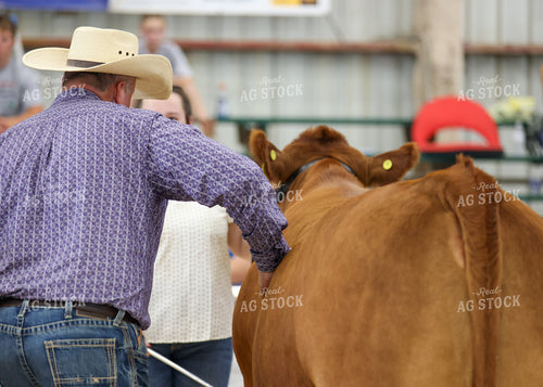 Showing Cattle 160094