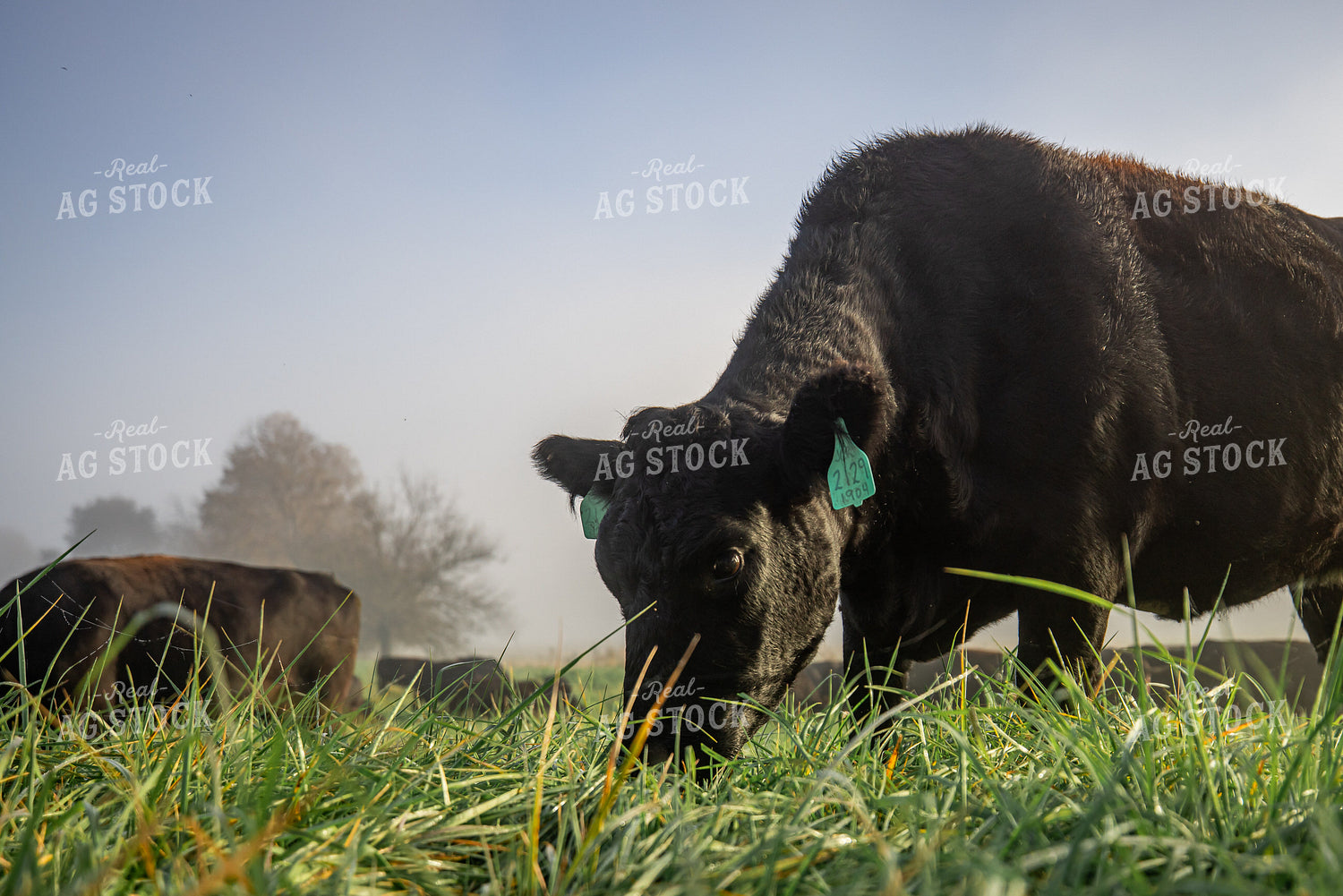 Angus Calves on Foggy Pasture 270429