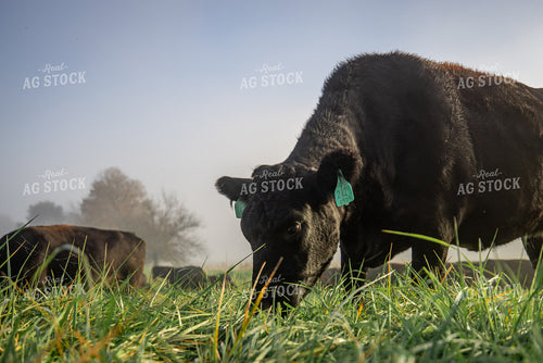 Angus Calves on Foggy Pasture 270429