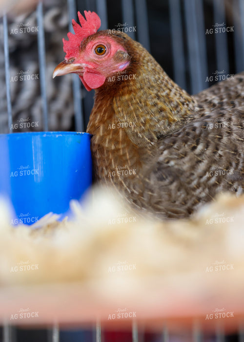 Showing Chickens 160144