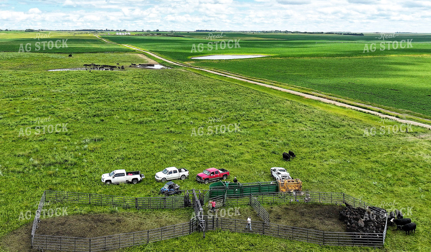 Cattle Pen in Pasture 141346