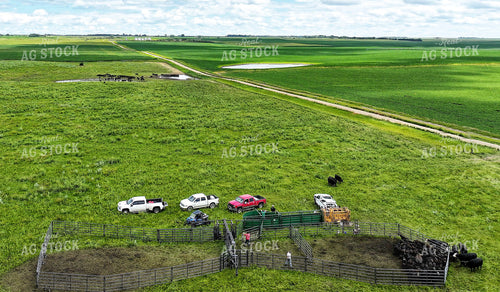 Cattle Pen in Pasture 141346