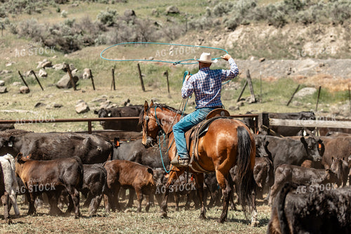 Rancher Roping Cattle on Horseback 188107