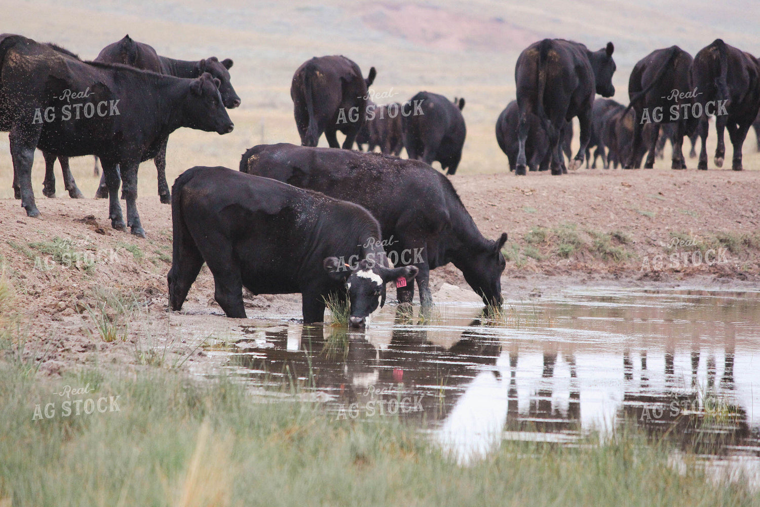 Cattle Drinking 63063