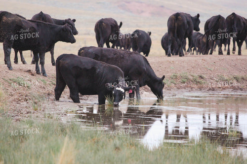 Cattle Drinking 63063