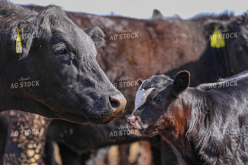 Cow Calf Pair 160030