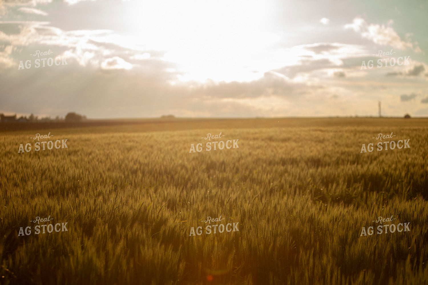 Wheat 2196