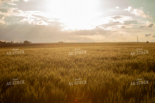 Wheat 2196