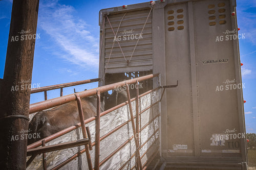 Loading Cattle in Livestock Trailer 261119