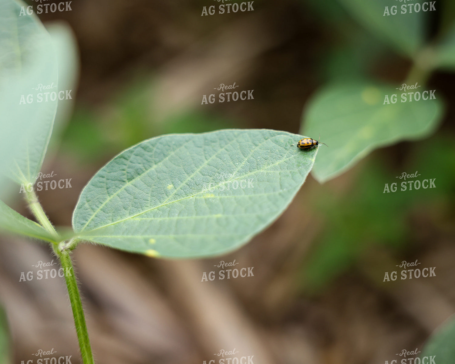 Aphid on Soybean Leaf 178155