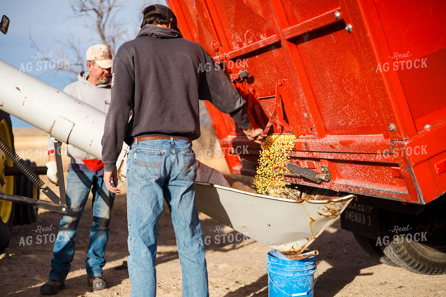 Grinding Corn to Feed Cattle 97269