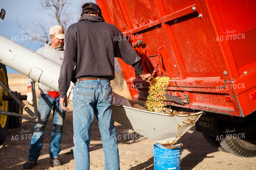Grinding Corn to Feed Cattle 97269
