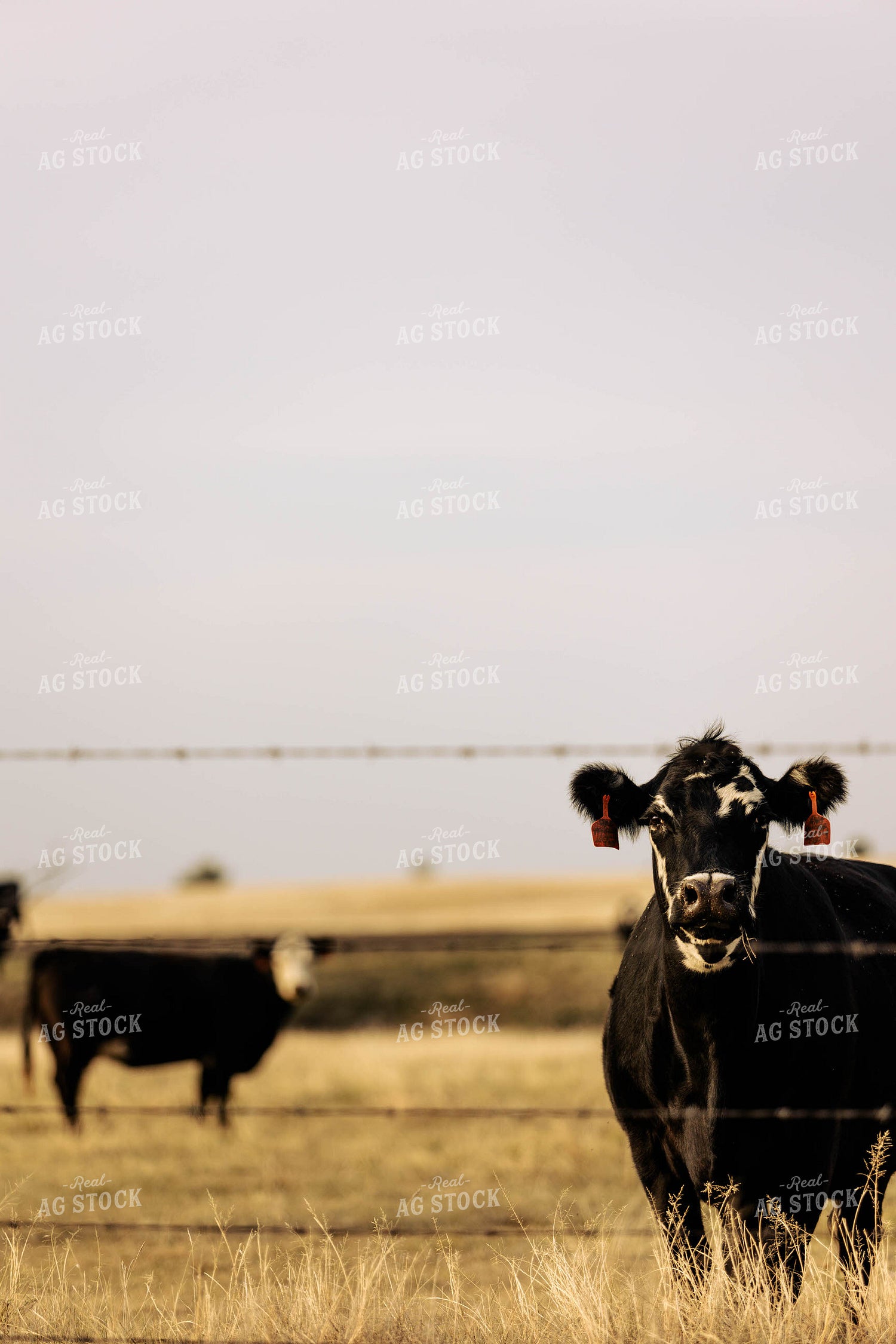 Cattle on Pasture 224016
