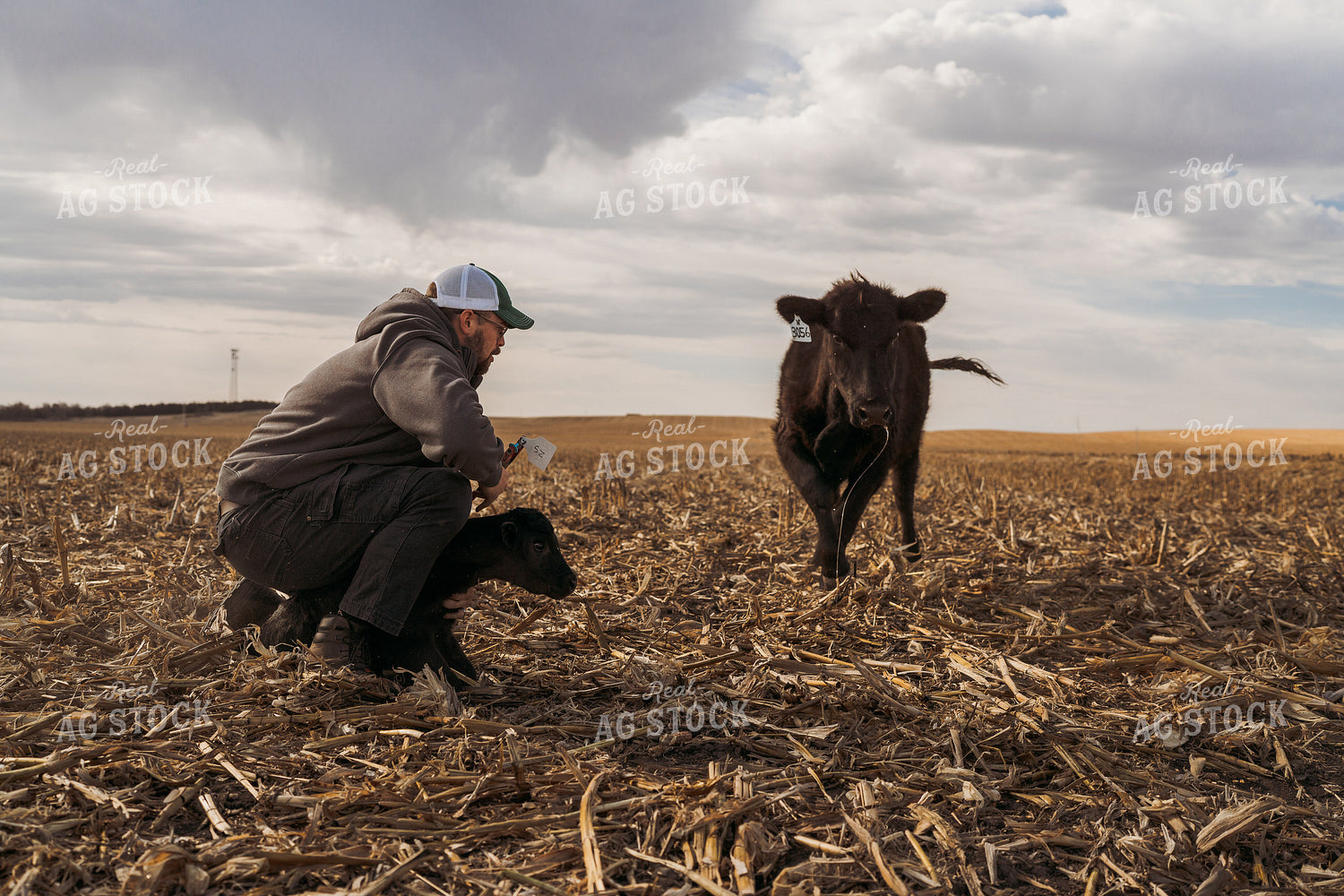 Cattle Producer Tagging Calf 196254