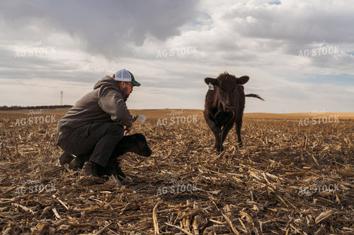 Cattle Producer Tagging Calf 196254