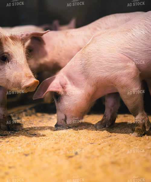 Pigs Eating Feed 289064