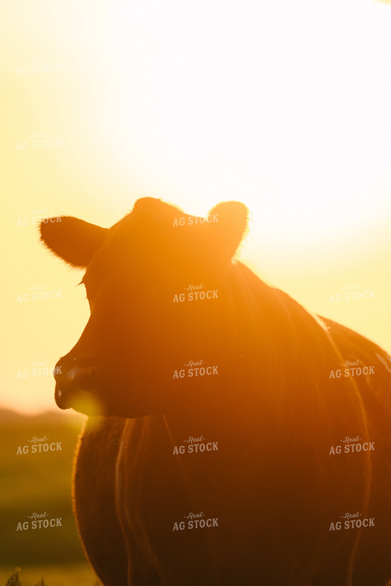 Black Angus Cattle on Pasture 68274