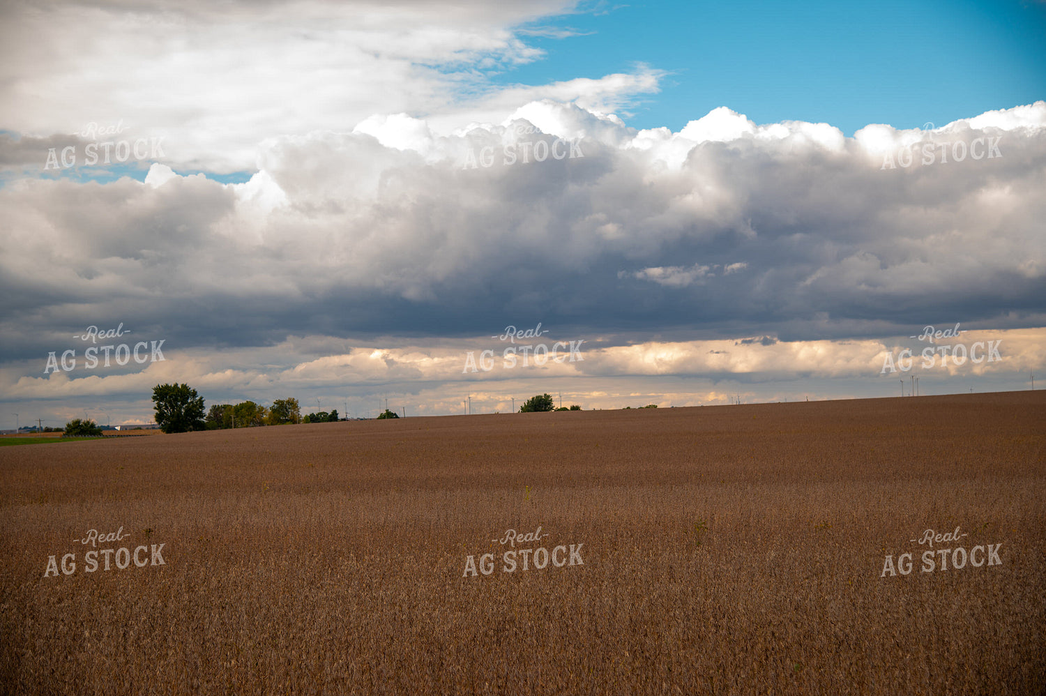 Dried Soybean Field as Storm Approaches 25545